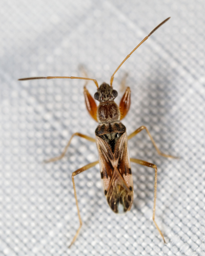 Two-lobed Seed Bug reference