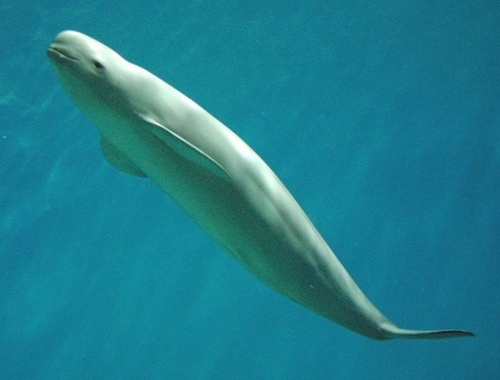Indo-Pacific Finless Porpoise reference
