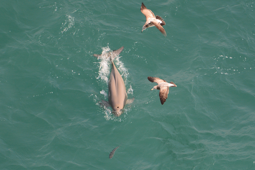 East Asian Finless Porpoise reference