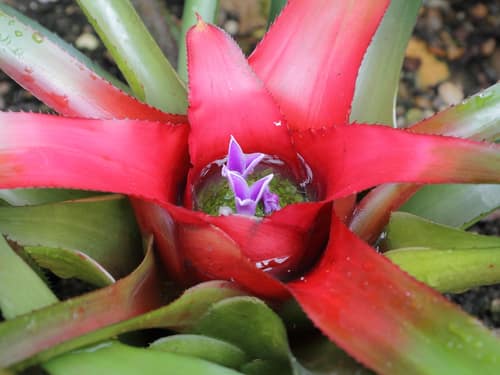 Blushing Bromeliad reference