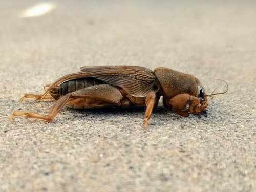 Tawny Mole Cricket reference