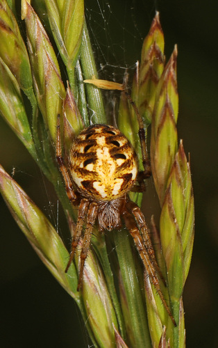Arabesque Orbweaver reference