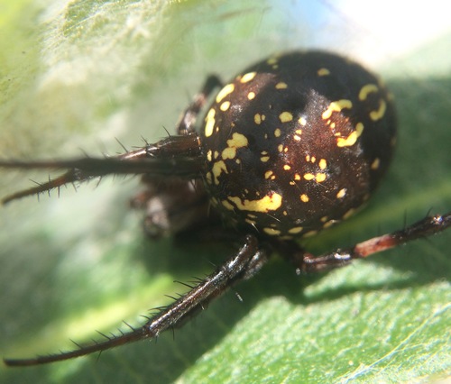 Western Spotted Orbweaver reference