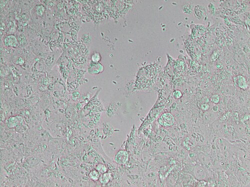 Neospora caninum reference