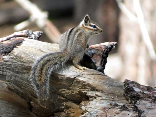 Cliff Chipmunk reference