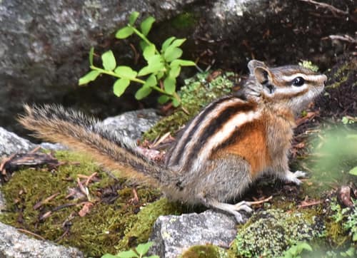 Least Chipmunk reference