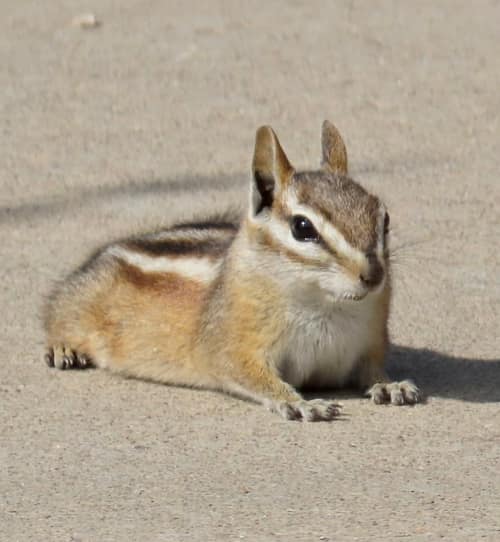 Colorado Chipmunk reference