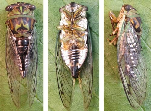 Linne's Cicada reference