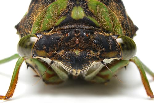 Swamp Cicada reference