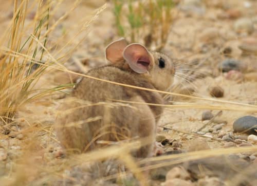 Bushy-tailed Woodrat reference