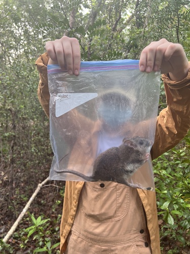 Key Largo Woodrat reference