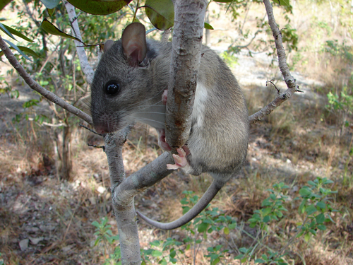 Eastern Woodrat reference