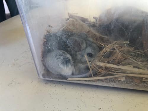 Desert Woodrat reference