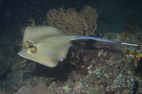 Blue-spotted Maskray reference