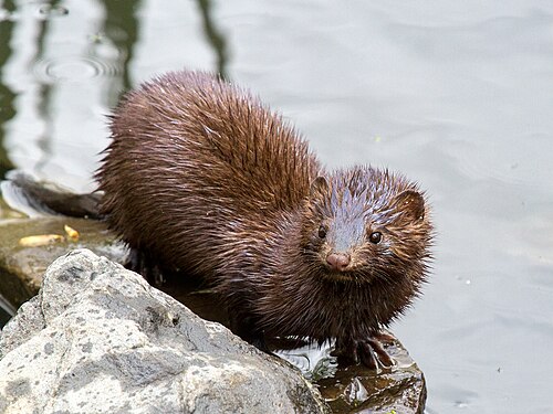 American Mink reference