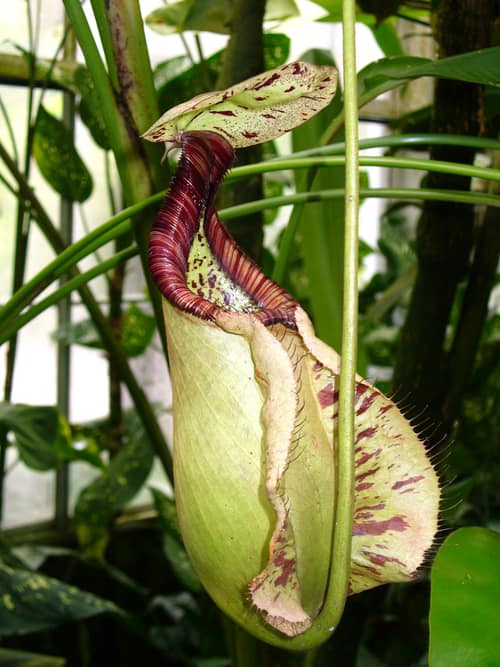 Raffles' Pitcher Plant reference