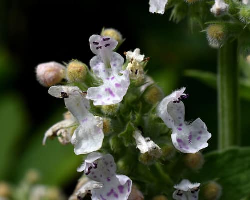 Catnip reference
