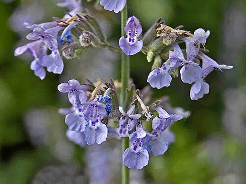 Lesser Catmint reference