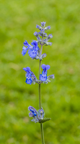 Dwarf Catmint reference