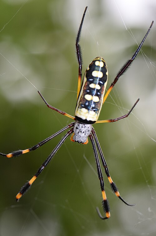 Band-legged Golden Orb Spider reference