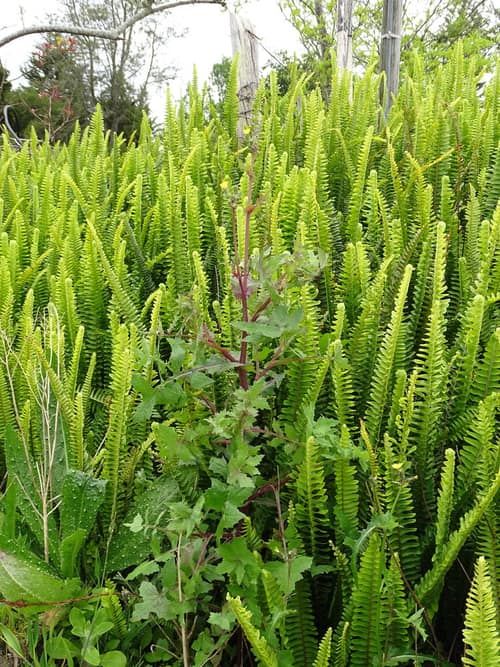 Tuberous Sword Fern reference