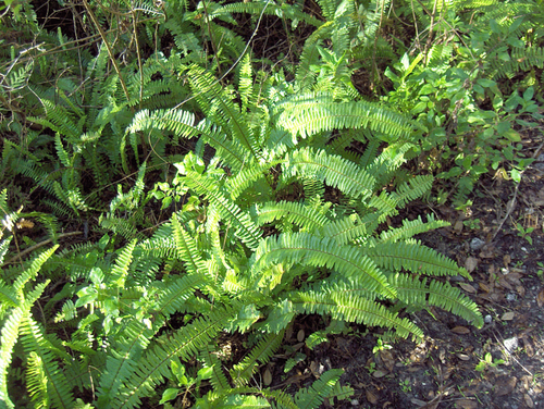 Boston Fern reference