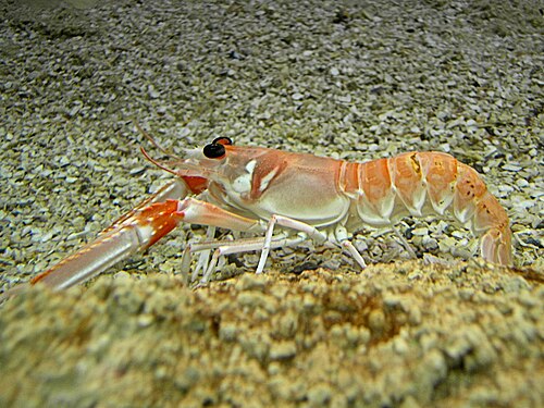 Norway Lobster reference