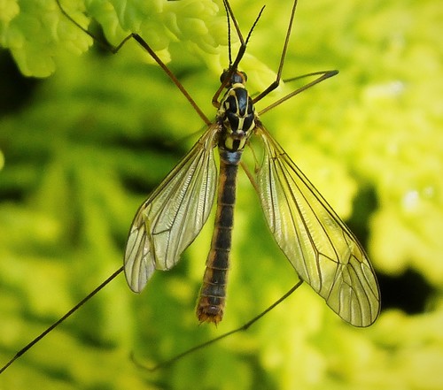 Spotted Crane Fly reference