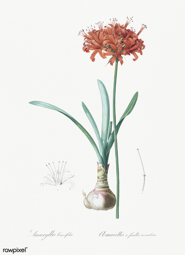 Guernsey Lily reference