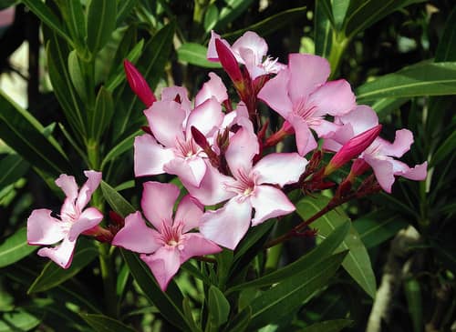 Oleander reference