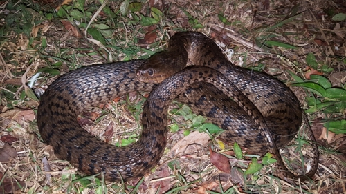 Green Watersnake reference