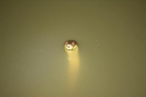 Diamondback Watersnake reference