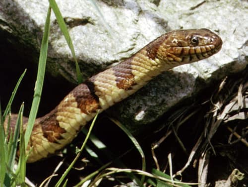 Northern Watersnake reference