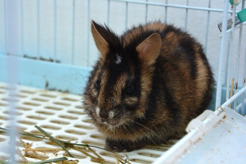 Annamite Striped Rabbit reference