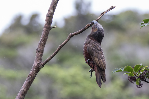 Kākā reference