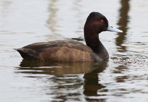 Southern Pochard reference