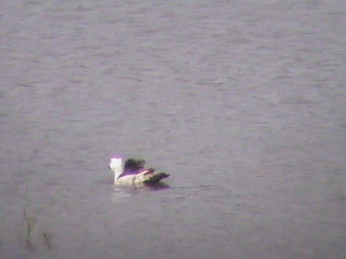 Cotton Pygmy-Goose reference