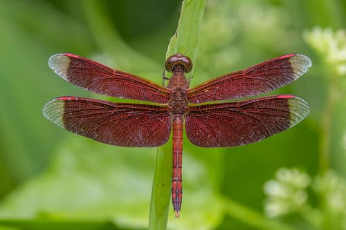 Straight-banded Red Skimmer reference