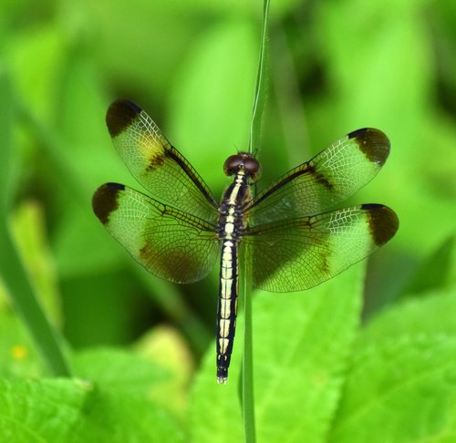 Pied Paddy Skimmer reference