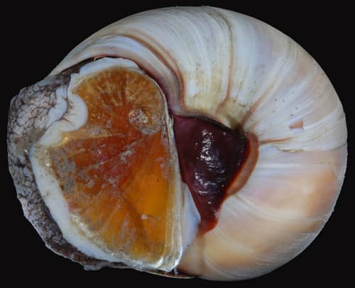 Shark Eye reference