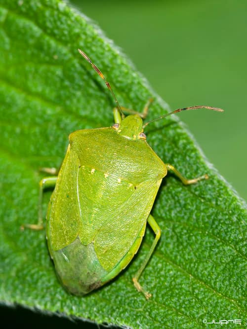 Southern Green Stink Bug reference