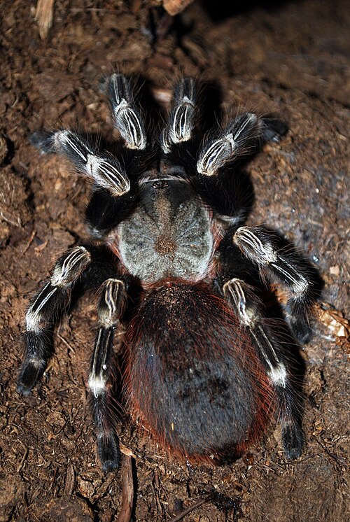 Brazilian Red and White Tarantula reference