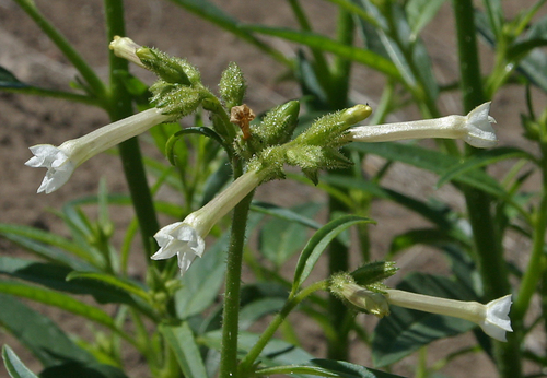 Coyote Tobacco reference