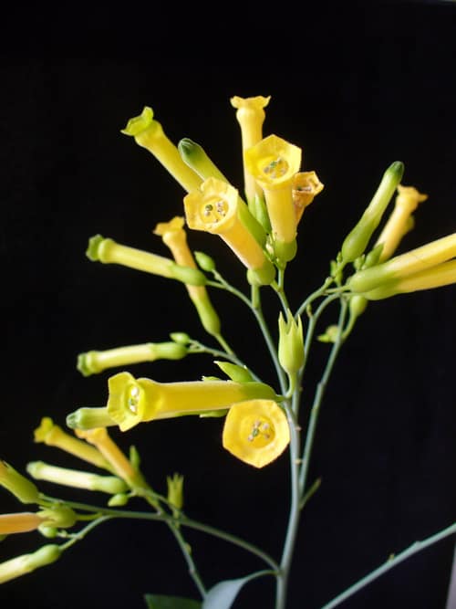 Tree Tobacco reference