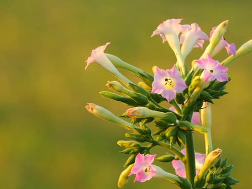 Cultivated Tobacco reference