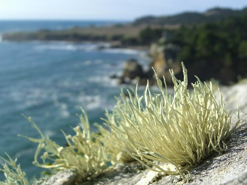 Sea Fog Lichen reference