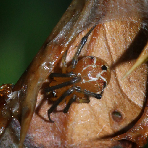 Japanese Comb-footed Spider reference