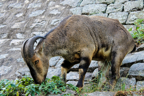 Nilgiri Tahr reference