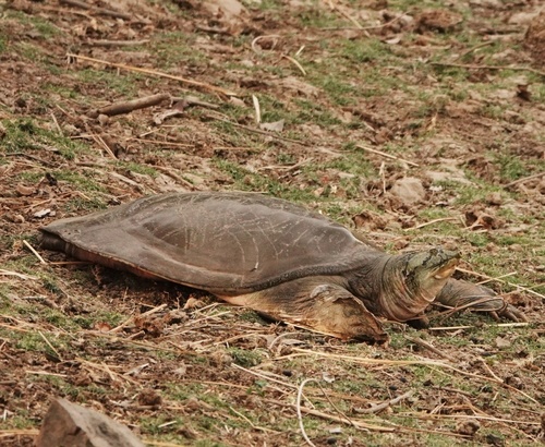 Indian Softshell Turtle reference