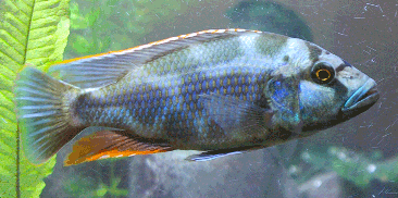 Livingston's Cichlid reference